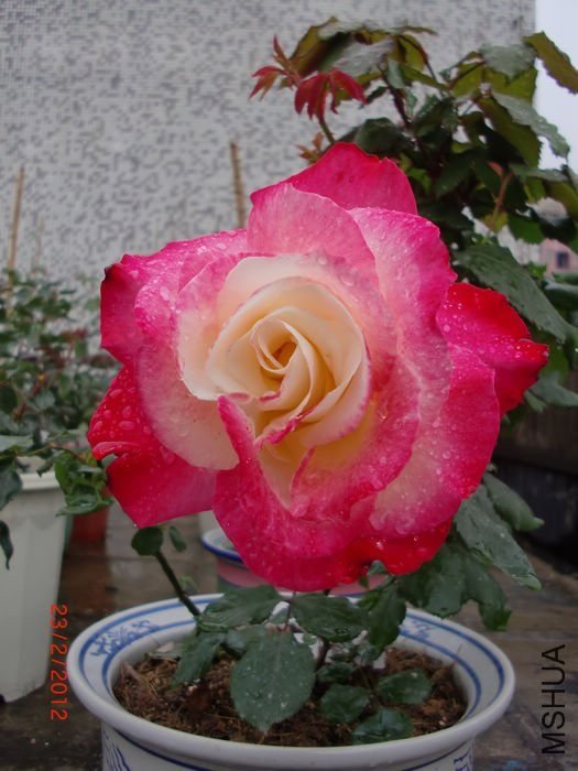 ��˫ϲ4 of ���ƴ���  .jpg