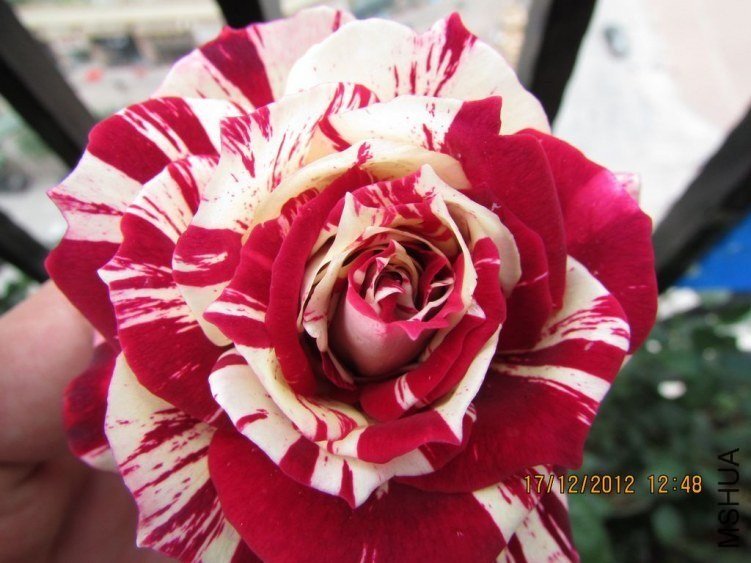 �����10 of ������ʯ.jpg