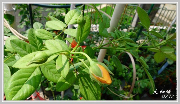 ��Ц��³����1 of shenqq .jpg