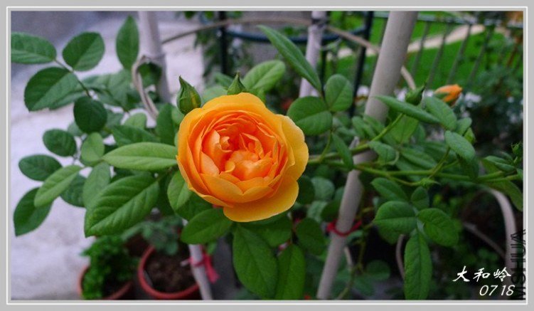 ��Ц��³����2 of shenqq .jpg