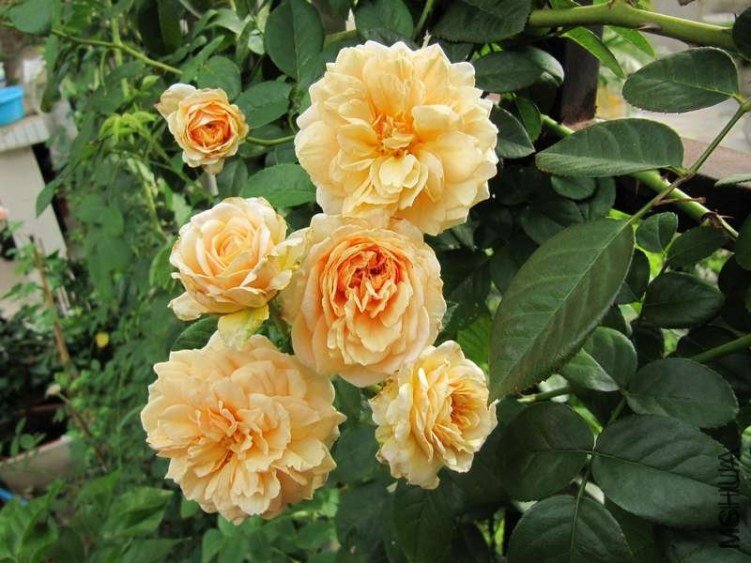 ��Ц��³����3 of conniellq  .jpg