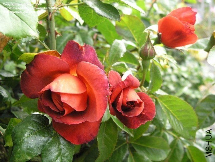 �����ɿ���9 of Rosarian.jpg