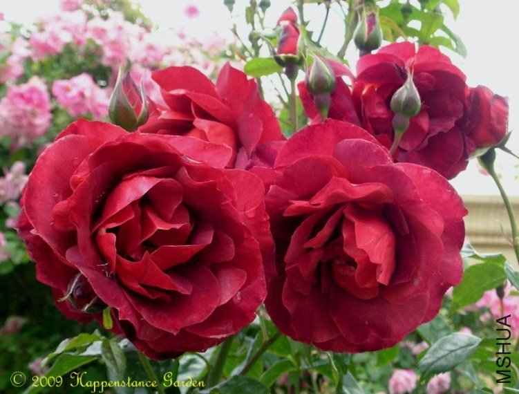 �����ɿ���1 of Rosarian.jpg