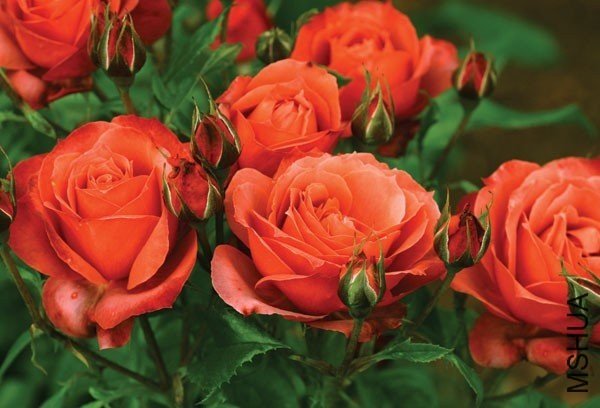 �����ɿ���3 of Rosarian.jpg