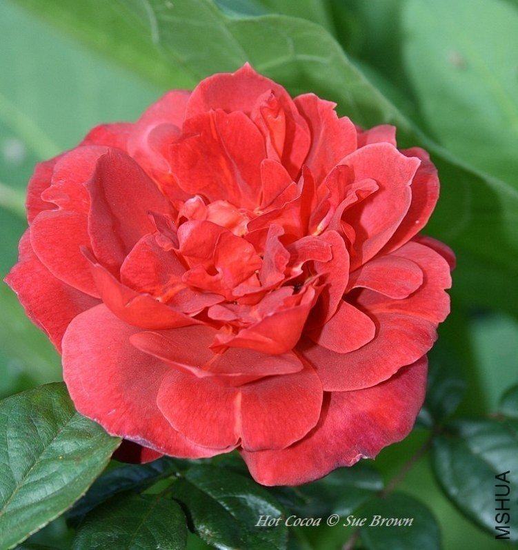 �����ɿ���4 of Rosarian.jpg