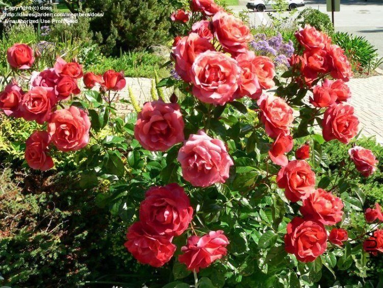�����ɿ���5 of Rosarian.jpg