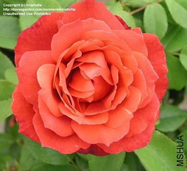 �����ɿ���7 of Rosarian.jpg