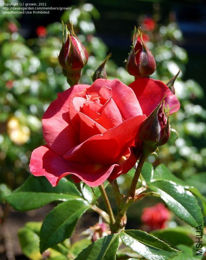 �����ɿ���8 of Rosarian.jpg