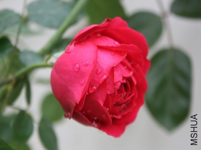 ��ɫ��ɳ��ʯ1 of hzyytt.jpg