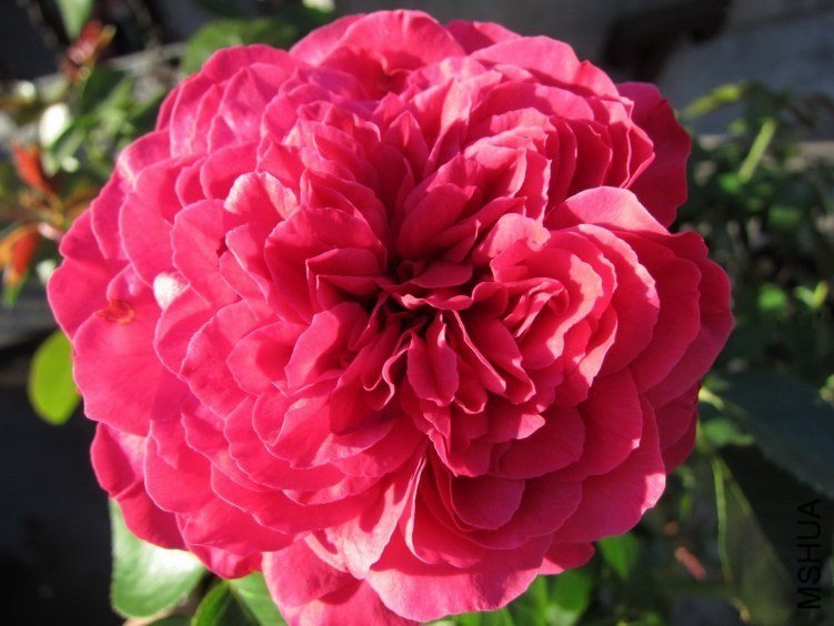 ��ɫ��ɳ��ʯ2of mshhsm.jpg