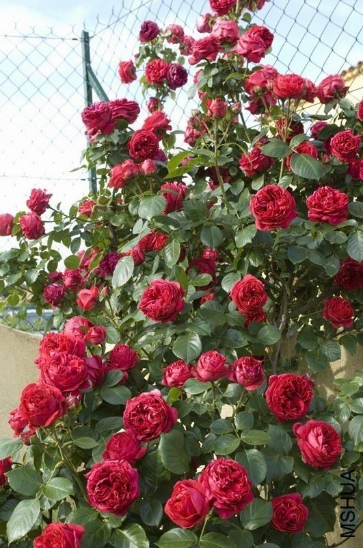 ��ɫ��ɳ��ʯ2of Rosarian.jpg