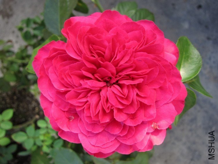 ��ɫ��ɳ��ʯ3 of mshhsm.jpg