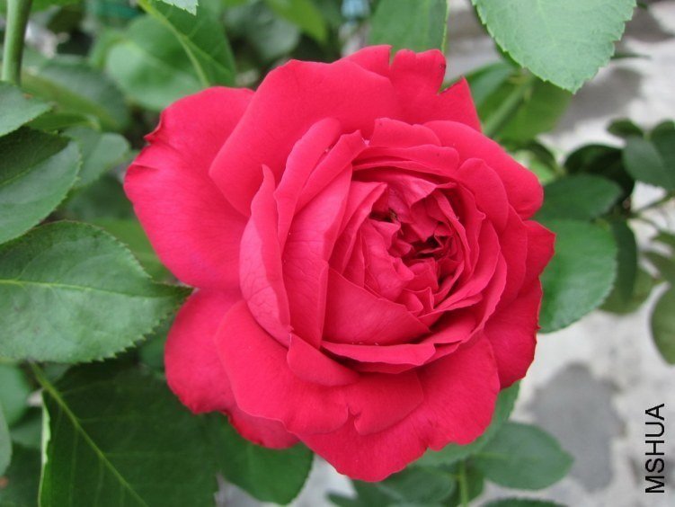 ��ɫ��ɳ��ʯ4 of mshhsm.jpg