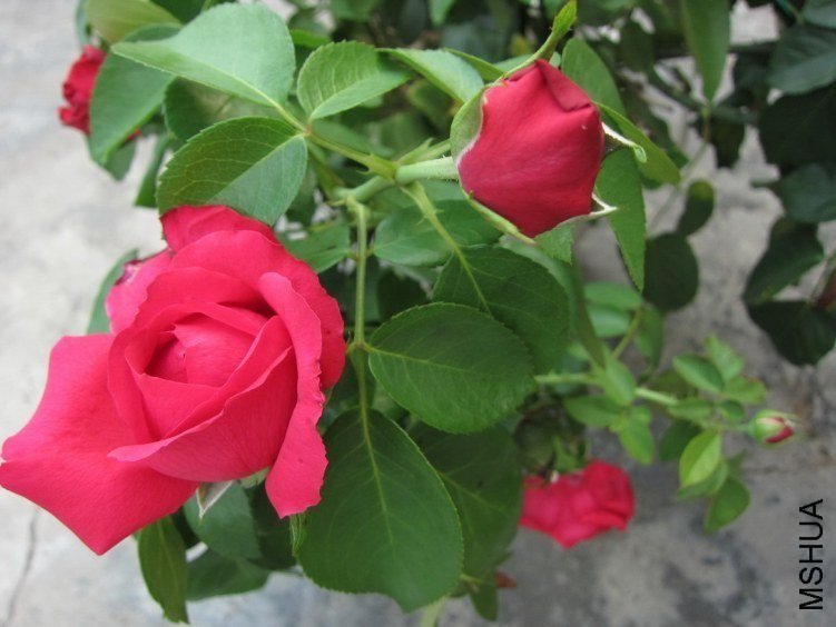 ��ɫ��ɳ��ʯ5 of mshhsm.jpg