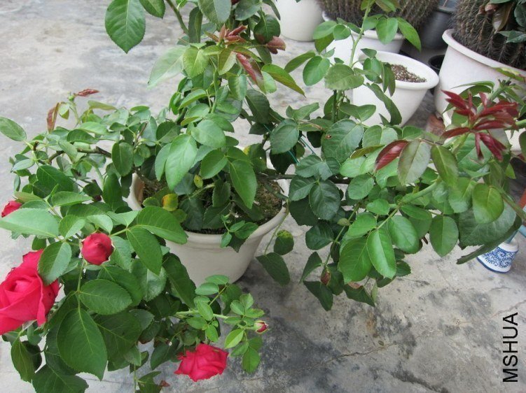 ��ɫ��ɳ��ʯ6 of mshhsm.jpg