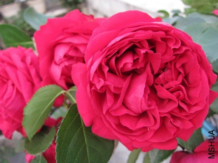 ��ɫ��ɳ��ʯ7 of mshhsm.jpg