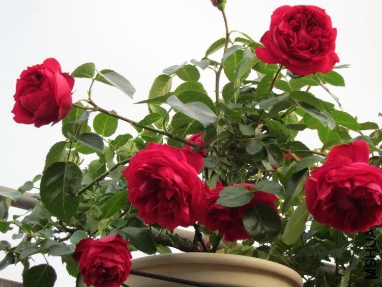 ��ɫ��ɳ��ʯ8 of mshhsm.jpg