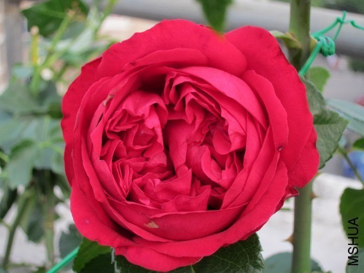 ��ɫ��ɳ��ʯ9 of mshhsm.jpg