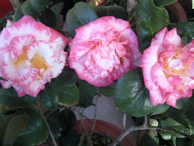 ��Ƭ077.jpg