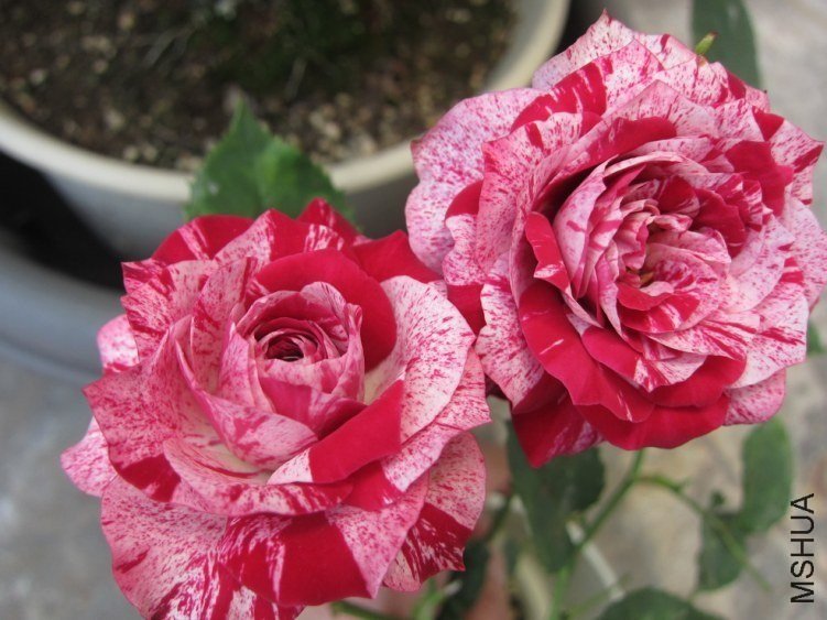 ��Ҷ2 of mshhsm.jpg