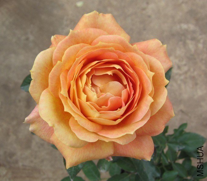 ���ǹŶ�5 of СƤ��.jpg