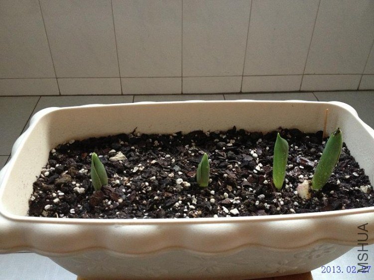 ������ 2013.02.27��1��.JPG