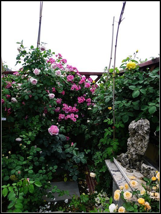 �ܷ��ܶ���13 of tzyzc320.jpg