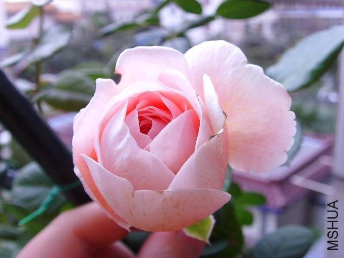 �ܷ��ܶ���3 of feilanduo .jpg