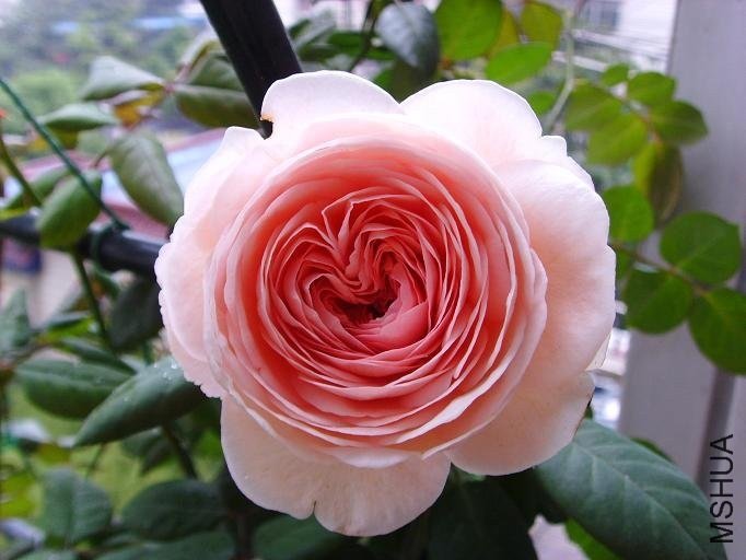 �ܷ��ܶ���4 of feilanduo .jpg