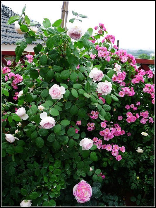 �ܷ��ܶ���7 of tzyzc320.jpg