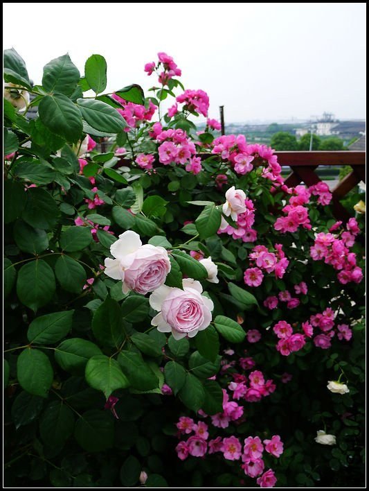 �ܷ��ܶ���8 of tzyzc320.jpg