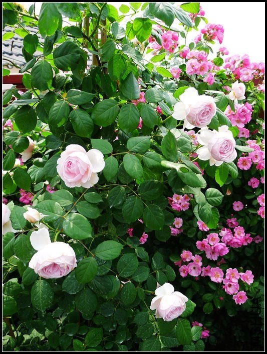 �ܷ��ܶ���9 of tzyzc320.jpg