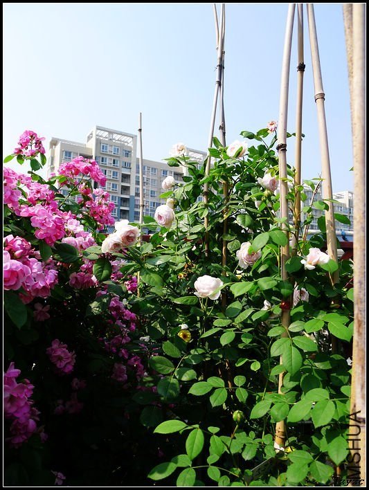 �ܷ��ܶ���10 of tzyzc320.jpg