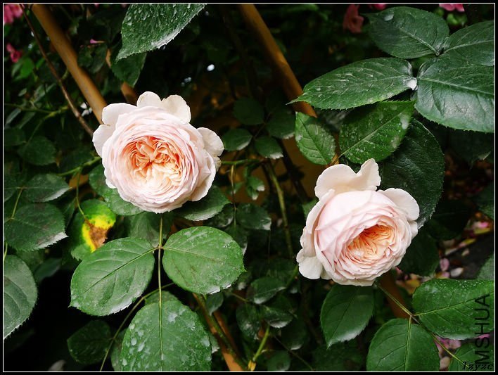 �ܷ��ܶ���11 of tzyzc320.jpg