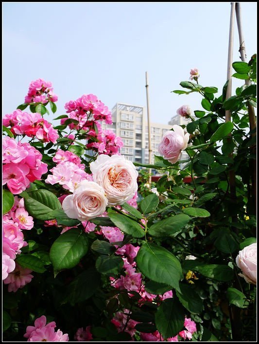 �ܷ��ܶ���12 of tzyzc320.jpg