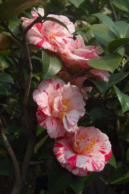 DSC_00740074.JPG
