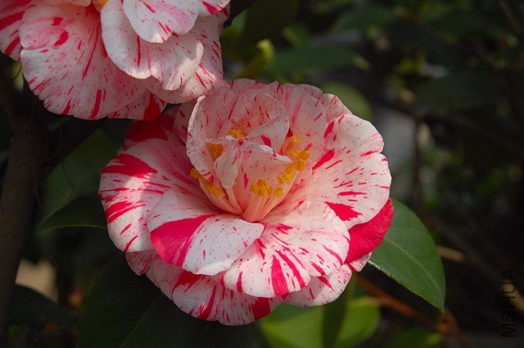DSC_00710071.JPG