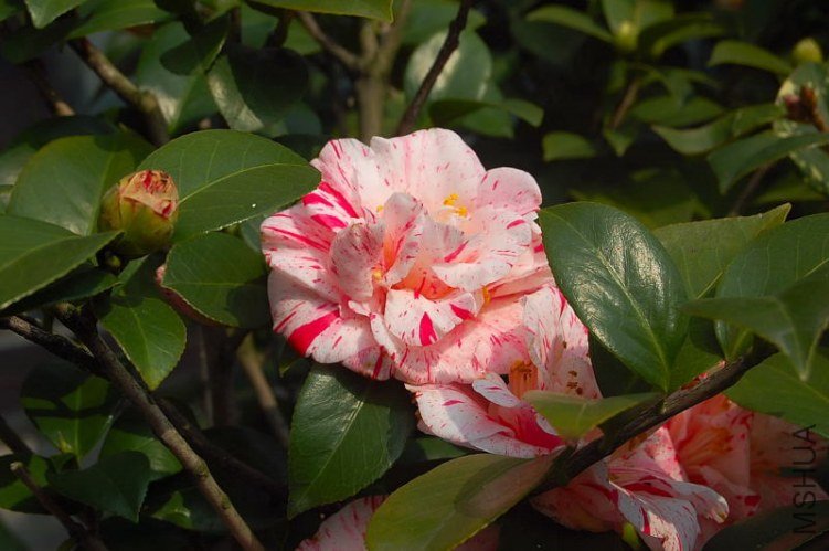 DSC_00540054.JPG