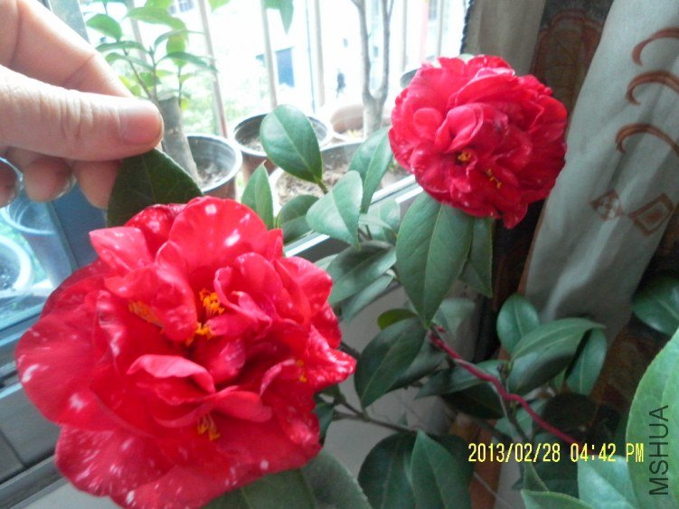 SAM_3700.JPG