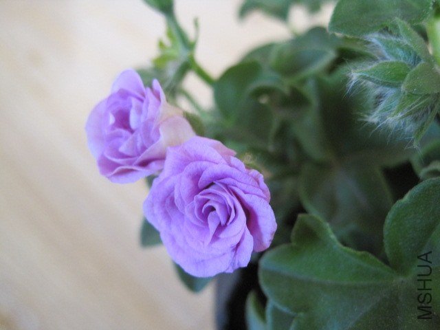 ����õ��