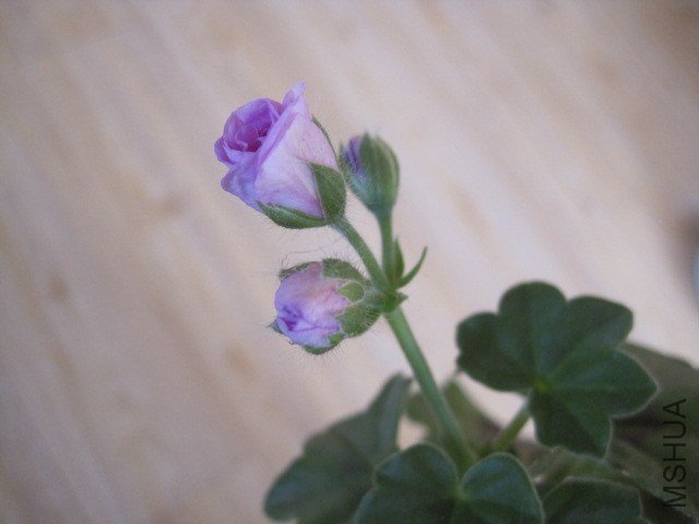 ����õ��