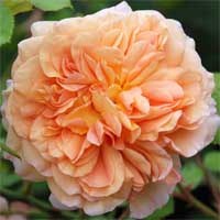 ���ۣ�Oshun��-0.jpg