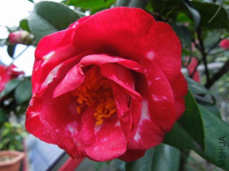������С DSCN4736.jpg