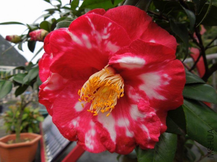 ������С DSCN4753.jpg