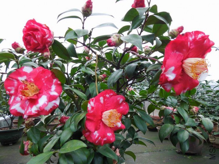 ������С DSCN4818.jpg