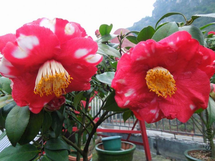 ������С DSCN4819.jpg