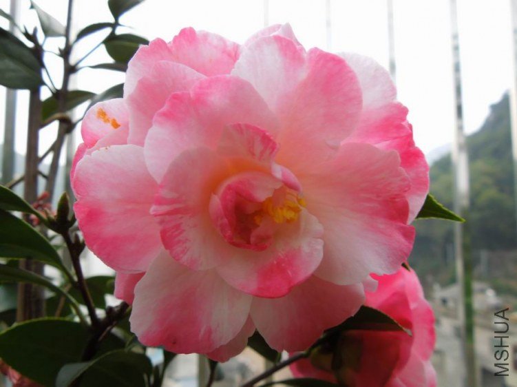 ������С DSCN4796.jpg