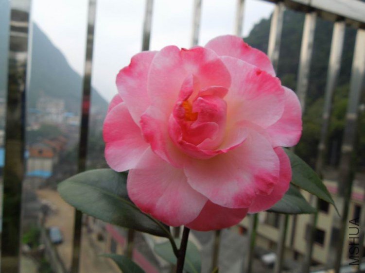 ������С DSCN4797.jpg