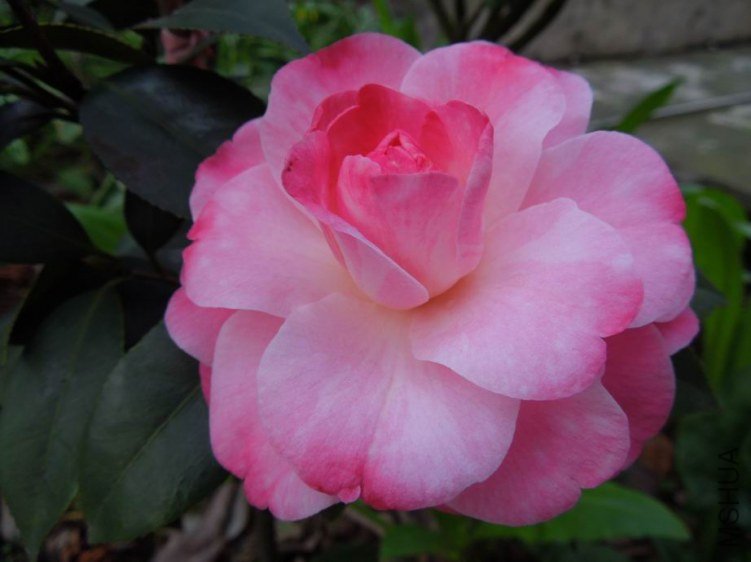 ������С DSCN4799.jpg