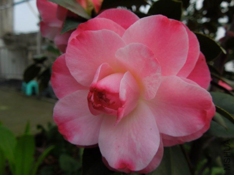 ������С DSCN4801.jpg